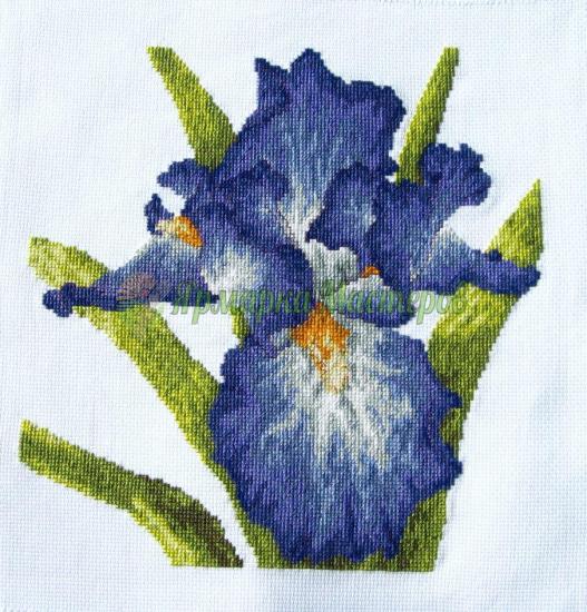 <div style=margin-left:10px><h1>«Ирис»</h1><p><a href="/catalog/kartiny/">Картини</a> » <a href="/catalog/kartiny/vyshitye/">Вишиті</a></p><i class="fa fa-map-marker"></i> Николаевская область, Николаев<br /><br /><script src="//yastatic.net/es5-shims/0.0.2/es5-shims.min.js"></script>
                                            <script src="//yastatic.net/share2/share.js"></script>
                                            <div class="ya-share2" data-services="facebook,gplus,twitter,lj,viber,whatsapp,skype" data-counter=""></div><br /><div class="socdata"></div></div>