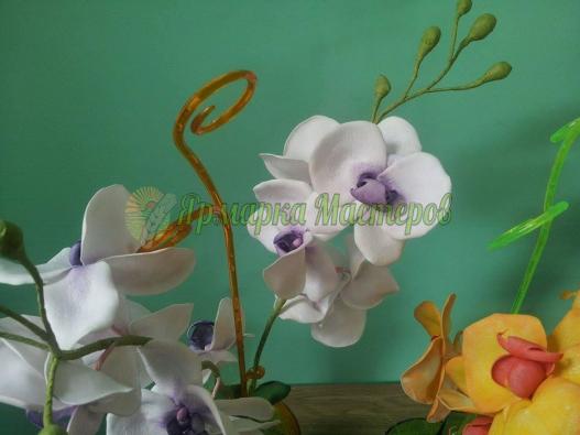 <div style=margin-left:10px><h1>Орхидея ФАЛЕНОПСИС на 2 ветки</h1><p><a href="/catalog/podarki--suveniry/">Подарунки, сувеніри</a> » <a href="/catalog/podarki--suveniry/podarki/">Подарунки</a></p><i class="fa fa-map-marker"></i> Житомирская область, Житомир<br /><br /><div class="socdata"><script src="//yastatic.net/es5-shims/0.0.2/es5-shims.min.js"></script>
                                            <script src="//yastatic.net/share2/share.js"></script>
                                            <div class="ya-share2" data-services="facebook,gplus,twitter,lj,viber,whatsapp,skype" data-counter=""></div></div>