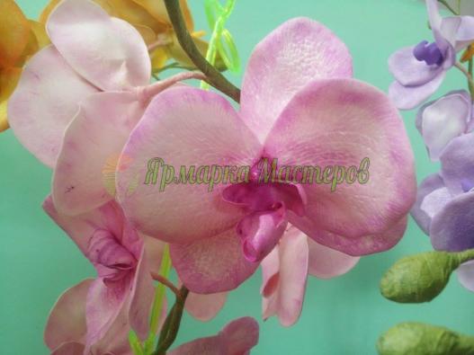 <div style=margin-left:10px><h1>Орхидея ФАЛЕНОПСИС на 2 ветки</h1><p><a href="/catalog/podarki--suveniry/">Подарунки, сувеніри</a> » <a href="/catalog/podarki--suveniry/podarki/">Подарунки</a></p><i class="fa fa-map-marker"></i> Житомирская область, Житомир<br /><br /><div class="socdata"><script src="//yastatic.net/es5-shims/0.0.2/es5-shims.min.js"></script>
                                            <script src="//yastatic.net/share2/share.js"></script>
                                            <div class="ya-share2" data-services="facebook,gplus,twitter,lj,viber,whatsapp,skype" data-counter=""></div></div>