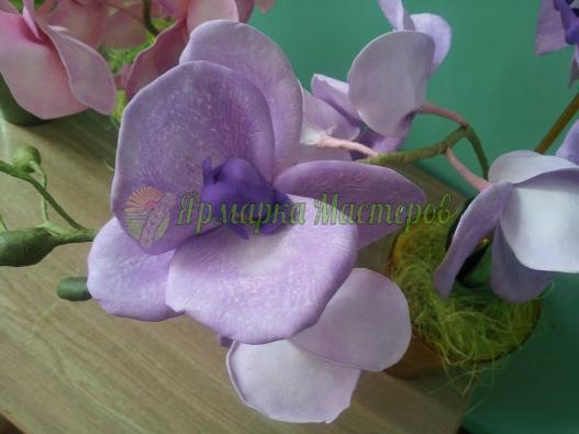 <div style=margin-left:10px><h1>Орхидея ФАЛЕНОПСИС на 2 ветки</h1><p><a href="/catalog/podarki--suveniry/">Подарунки, сувеніри</a> » <a href="/catalog/podarki--suveniry/podarki/">Подарунки</a></p><i class="fa fa-map-marker"></i> Житомирская область, Житомир<br /><br /><div class="socdata"><script src="//yastatic.net/es5-shims/0.0.2/es5-shims.min.js"></script>
                                            <script src="//yastatic.net/share2/share.js"></script>
                                            <div class="ya-share2" data-services="facebook,gplus,twitter,lj,viber,whatsapp,skype" data-counter=""></div></div>