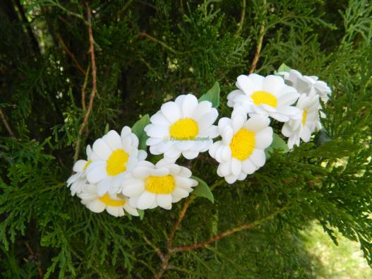 <div style=margin-left:10px><h1>Ободок из ромашек</h1><p><a href="/catalog/ukrasheniya/">Прикраси</a> » <a href="/catalog/ukrasheniya/aksessuary/">Аксесуари</a></p><i class="fa fa-map-marker"></i> Днепропетровская область, Першотравенск<br /><br /><div class="socdata"><script src="//yastatic.net/es5-shims/0.0.2/es5-shims.min.js"></script>
                                            <script src="//yastatic.net/share2/share.js"></script>
                                            <div class="ya-share2" data-services="facebook,gplus,twitter,lj,viber,whatsapp,skype" data-counter=""></div></div>