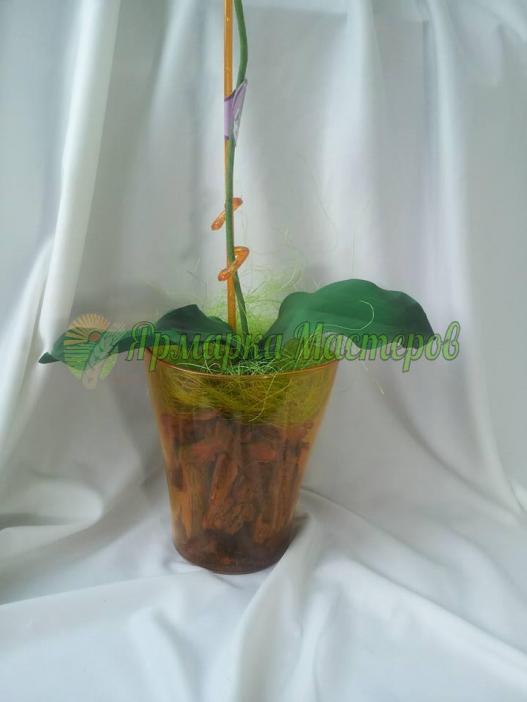 <div style=margin-left:10px><h1>Орхидея ФАЛЕНОПСИС на 1 ветку</h1><p><a href="/catalog/podarki--suveniry/">Подарунки, сувеніри</a> » <a href="/catalog/podarki--suveniry/podarki/">Подарунки</a></p><i class="fa fa-map-marker"></i> Житомирская область, Житомир<br /><br /><div class="socdata"><script src="//yastatic.net/es5-shims/0.0.2/es5-shims.min.js"></script>
                                            <script src="//yastatic.net/share2/share.js"></script>
                                            <div class="ya-share2" data-services="facebook,gplus,twitter,lj,viber,whatsapp,skype" data-counter=""></div></div>