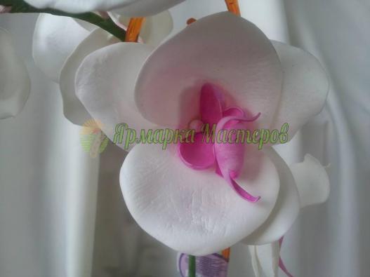 <div style=margin-left:10px><h1>Орхидея ФАЛЕНОПСИС на 1 ветку</h1><p><a href="/catalog/podarki--suveniry/">Подарунки, сувеніри</a> » <a href="/catalog/podarki--suveniry/podarki/">Подарунки</a></p><i class="fa fa-map-marker"></i> Житомирская область, Житомир<br /><br /><div class="socdata"><script src="//yastatic.net/es5-shims/0.0.2/es5-shims.min.js"></script>
                                            <script src="//yastatic.net/share2/share.js"></script>
                                            <div class="ya-share2" data-services="facebook,gplus,twitter,lj,viber,whatsapp,skype" data-counter=""></div></div>