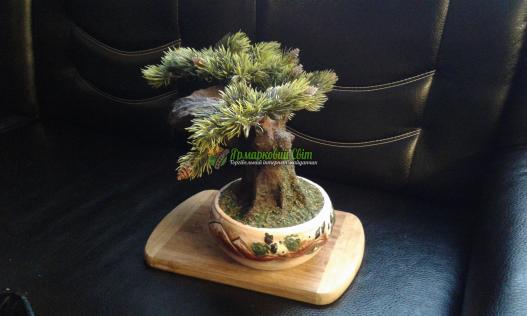 <div style=margin-left:10px><h1>бонсай зоки</h1><p><a href="/catalog/dekor/">Декор</a> » <a href="/catalog/dekor/drugoe/">Iнше</a></p><i class="fa fa-map-marker"></i> Харьковская область, Харьков<br /><br /><div class="socdata"><script src="//yastatic.net/es5-shims/0.0.2/es5-shims.min.js"></script>
                                            <script src="//yastatic.net/share2/share.js"></script>
                                            <div class="ya-share2" data-services="facebook,gplus,twitter,lj,viber,whatsapp,skype" data-counter=""></div></div>