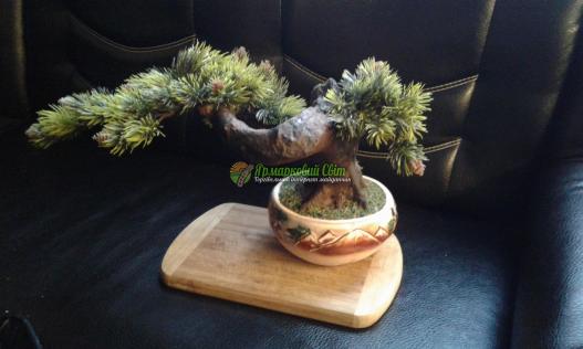 <div style=margin-left:10px><h1>бонсай зоки</h1><p><a href="/catalog/dekor/">Декор</a> » <a href="/catalog/dekor/drugoe/">Iнше</a></p><i class="fa fa-map-marker"></i> Харьковская область, Харьков<br /><br /><div class="socdata"><script src="//yastatic.net/es5-shims/0.0.2/es5-shims.min.js"></script>
                                            <script src="//yastatic.net/share2/share.js"></script>
                                            <div class="ya-share2" data-services="facebook,gplus,twitter,lj,viber,whatsapp,skype" data-counter=""></div></div>