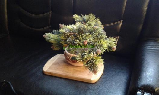 <div style=margin-left:10px><h1>бонсай зоки</h1><p><a href="/catalog/dekor/">Декор</a> » <a href="/catalog/dekor/drugoe/">Iнше</a></p><i class="fa fa-map-marker"></i> Харьковская область, Харьков<br /><br /><div class="socdata"><script src="//yastatic.net/es5-shims/0.0.2/es5-shims.min.js"></script>
                                            <script src="//yastatic.net/share2/share.js"></script>
                                            <div class="ya-share2" data-services="facebook,gplus,twitter,lj,viber,whatsapp,skype" data-counter=""></div></div>