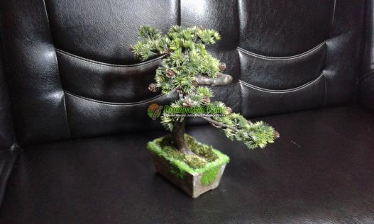 <div style=margin-left:10px><h1>бонсай зоки</h1><p><a href="/catalog/dekor/">Декор</a> » <a href="/catalog/dekor/drugoe/">Iнше</a></p><i class="fa fa-map-marker"></i> Харьковская область, Харьков<br /><br /><div class="socdata"><script src="//yastatic.net/es5-shims/0.0.2/es5-shims.min.js"></script>
                                            <script src="//yastatic.net/share2/share.js"></script>
                                            <div class="ya-share2" data-services="facebook,gplus,twitter,lj,viber,whatsapp,skype" data-counter=""></div></div>