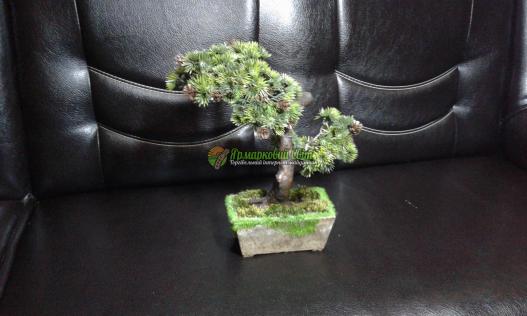 <div style=margin-left:10px><h1>бонсай зоки</h1><p><a href="/catalog/dekor/">Декор</a> » <a href="/catalog/dekor/drugoe/">Iнше</a></p><i class="fa fa-map-marker"></i> Харьковская область, Харьков<br /><br /><div class="socdata"><script src="//yastatic.net/es5-shims/0.0.2/es5-shims.min.js"></script>
                                            <script src="//yastatic.net/share2/share.js"></script>
                                            <div class="ya-share2" data-services="facebook,gplus,twitter,lj,viber,whatsapp,skype" data-counter=""></div></div>