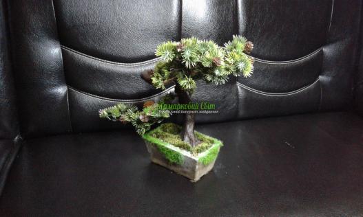 <div style=margin-left:10px><h1>бонсай зоки</h1><p><a href="/catalog/dekor/">Декор</a> » <a href="/catalog/dekor/drugoe/">Iнше</a></p><i class="fa fa-map-marker"></i> Харьковская область, Харьков<br /><br /><div class="socdata"><script src="//yastatic.net/es5-shims/0.0.2/es5-shims.min.js"></script>
                                            <script src="//yastatic.net/share2/share.js"></script>
                                            <div class="ya-share2" data-services="facebook,gplus,twitter,lj,viber,whatsapp,skype" data-counter=""></div></div>