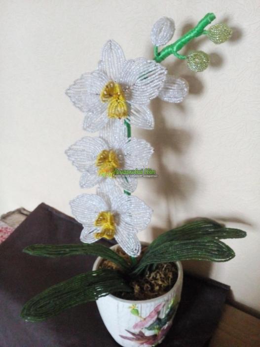 <div style=margin-left:10px><h1>Орхідея</h1><p><a href="/catalog/podarki--suveniry/">Подарунки, сувеніри</a> » <a href="/catalog/podarki--suveniry/suveniry/">Сувеніри</a></p><i class="fa fa-map-marker"></i> Киевская область, Киев<br /><br /><div class="socdata"><script src="//yastatic.net/es5-shims/0.0.2/es5-shims.min.js"></script>
                                            <script src="//yastatic.net/share2/share.js"></script>
                                            <div class="ya-share2" data-services="facebook,gplus,twitter,lj,viber,whatsapp,skype" data-counter=""></div></div>