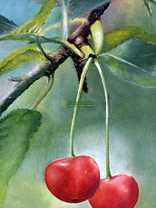 <div style=margin-left:10px><h1>"Вишеньки" масло, холст</h1><p><a href="/catalog/kartiny/">Картини</a> » <a href="/catalog/kartiny/jivopis/">Живопис</a></p><i class="fa fa-map-marker"></i> Хмельницкая область, Хмельницкий<br /><br /><div class="socdata"><script src="//yastatic.net/es5-shims/0.0.2/es5-shims.min.js"></script>
                                            <script src="//yastatic.net/share2/share.js"></script>
                                            <div class="ya-share2" data-services="facebook,gplus,twitter,lj,viber,whatsapp,skype" data-counter=""></div></div>