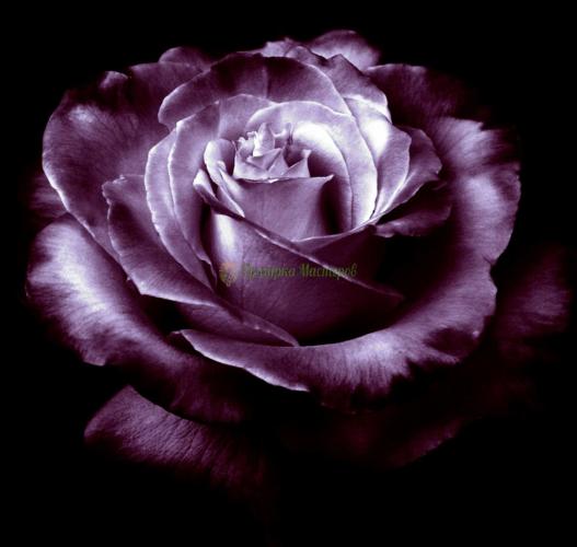 <div style=margin-left:10px><h1>Интерьерные свечи.</h1><p><a href="/catalog/dekor/">Декор</a> » <a href="/catalog/dekor/svechi/">Свічки</a></p><i class="fa fa-map-marker"></i> Одесская область, Одесса<br /><br /><div class="socdata"><script src="//yastatic.net/es5-shims/0.0.2/es5-shims.min.js"></script>
                                            <script src="//yastatic.net/share2/share.js"></script>
                                            <div class="ya-share2" data-services="facebook,gplus,twitter,lj,viber,whatsapp,skype" data-counter=""></div></div>